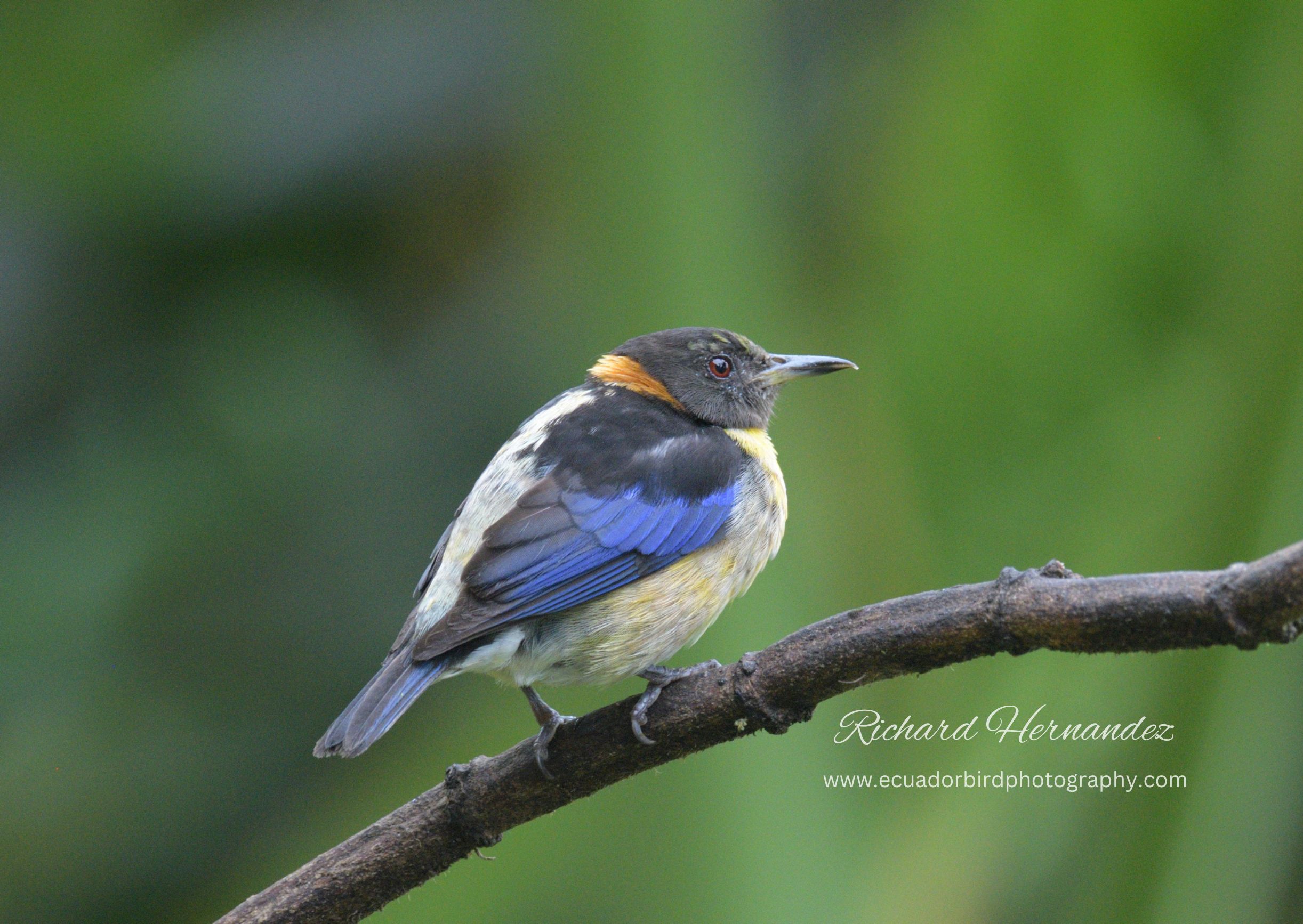 golden-collared honeycreeper